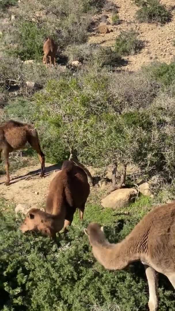 모로코의 동물들, 농장에서 산 과 바다를 뒤로 하고 있는 다정 한 당나귀 — 비디오