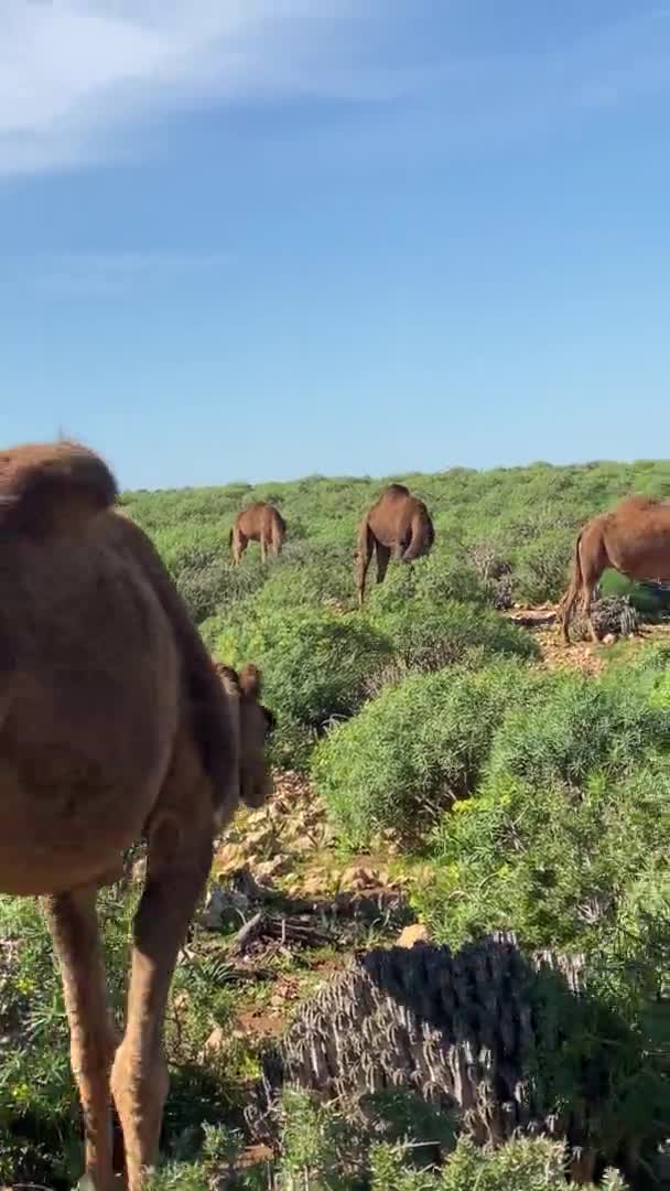 Animais em Marrocos, burro amigável na fazenda com montanha e mar atrás — Vídeo de Stock