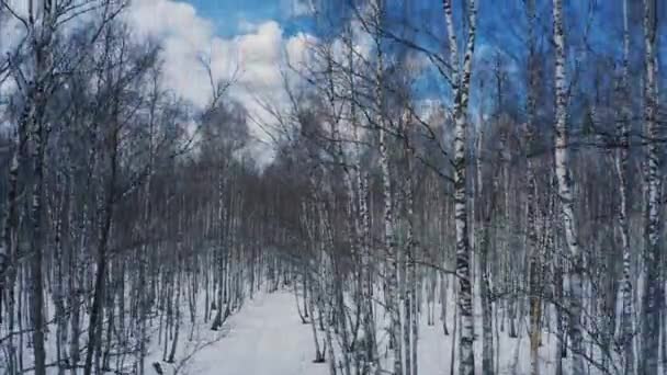 Сніг в лісі, безпілотник летить між деревами, красивий природний пейзаж взимку — стокове відео