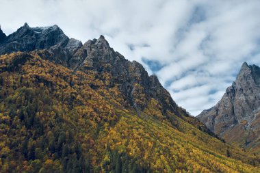 Uçsuz bucaksız dağ sırtı manzarası kayalık tepeler, sonbahar manzarası sarı karışık orman ve yeşil çam ağaçları, sonbaharın sonlarında Chistaya nehir vadisi, zirvelerde taze kar.