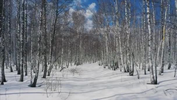 Nieve en el bosque, aviones no tripulados vuela entre árboles, hermoso paisaje natural en invierno — Vídeos de Stock