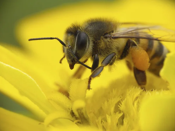 Bee collecting pollen on a yellow flower — Stock Photo, Image