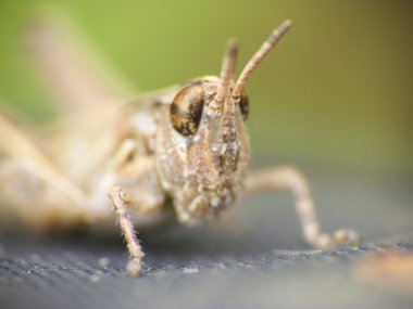 clouseup kahverengi bir kriket.
