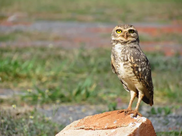 Owl perched staring. — Stock Photo, Image