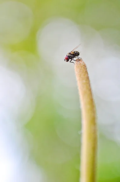 Bir uzun dalın ucunda küçük sinek yalnız Han - Stok İmaj