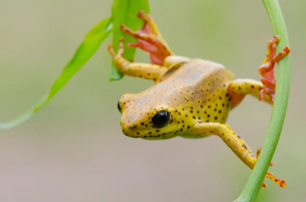 Sarı kurbağa — Stok fotoğraf