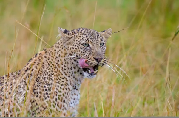 Ženské leopard — Stock fotografie