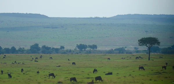 Wildebeest stéhování — Stock fotografie