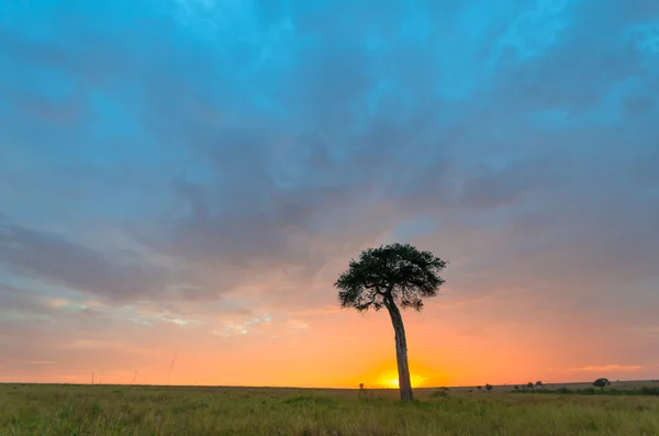 Дерево у сході сонця Стокове Зображення