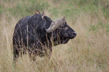 Cape buffalo