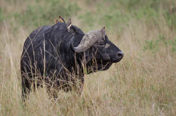 Cape buffalo Εικόνα Αρχείου
