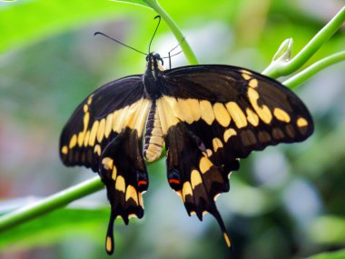 yeşil zemin üzerine Swallowtail kelebek