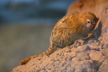 cüce marmoset