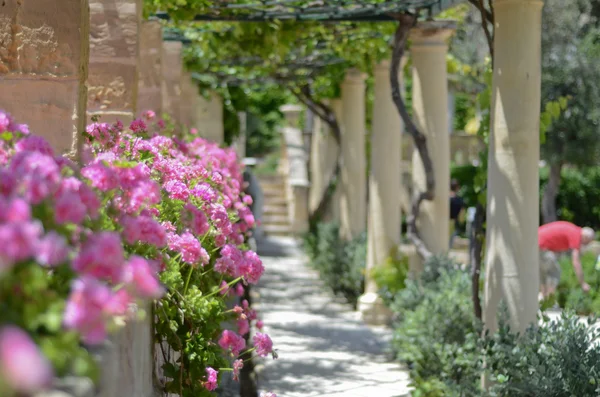 Belles fleurs roses dans le jardin Image En Vente