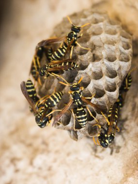 Wasp nest clipart