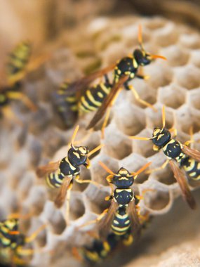 eşekarısı yuvası