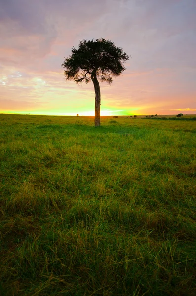 Boom in zonsopgang — Stockfoto