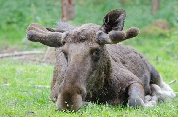 Elk portréja Stock Fotó