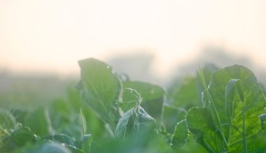 bitki üzerinde çiy