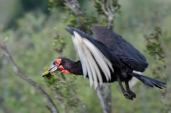 Southern Ground Hornbill with prey — Stock Photo, Image