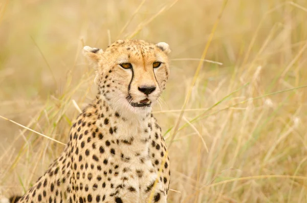 Ženský gepard — Stock fotografie