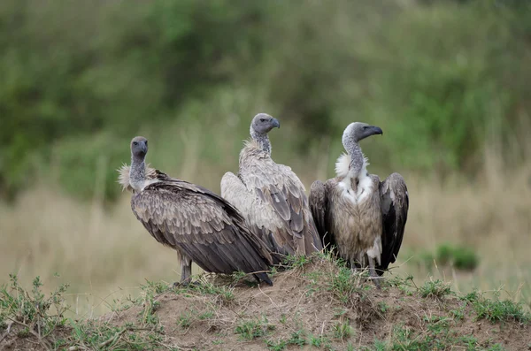 White-backed Vultures — Stock Photo, Image