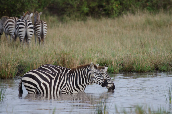 Two Zebras quenching their thirst in a waterhole in the Masai Mara.