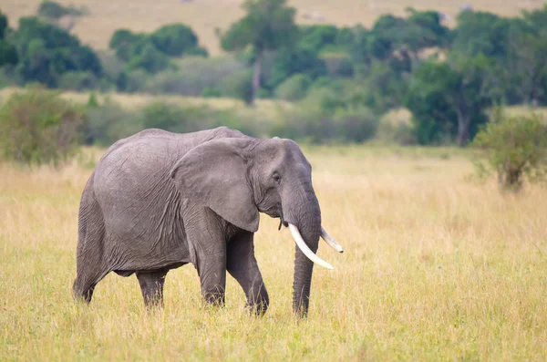 Elefante africano com presas partidas . — Fotografia de Stock