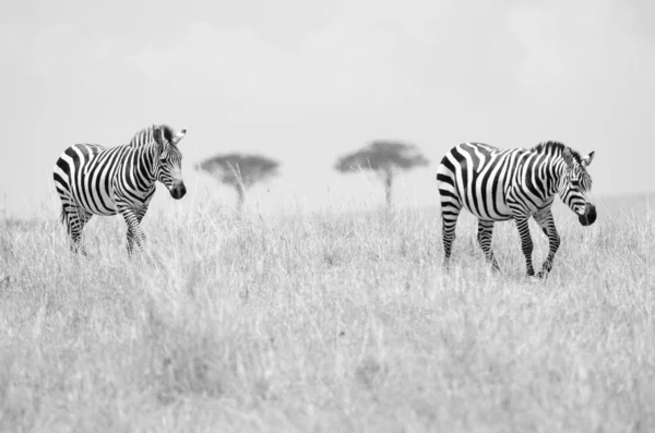 Két zebrák — Stock Fotó