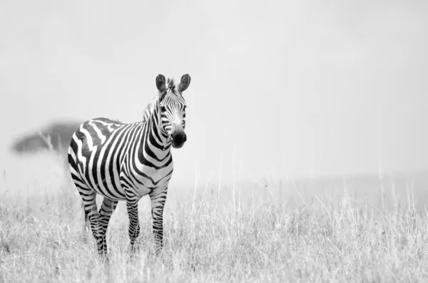 Zebra nas planícies africanas — Fotografia de Stock