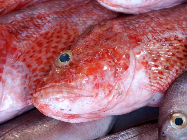Peixes vermelhos no mercado de peixe Imagens Royalty-Free