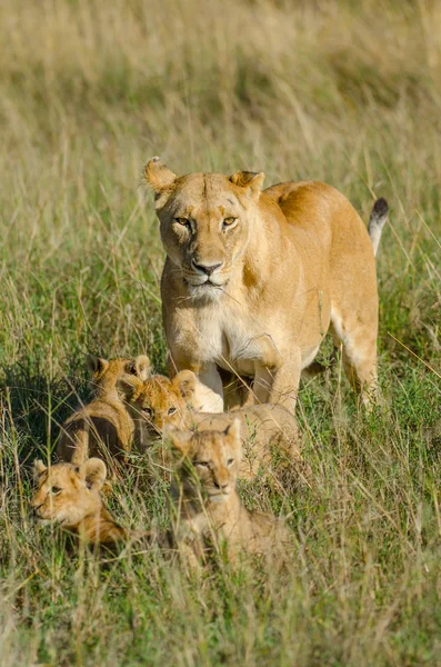 Λιονταρίνα με 4 cubs Royalty Free Φωτογραφίες Αρχείου