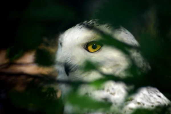 雪地猫头鹰 — 图库照片