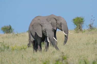 iki Afrika filleri