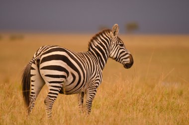 vahşi bir zebra portresi
