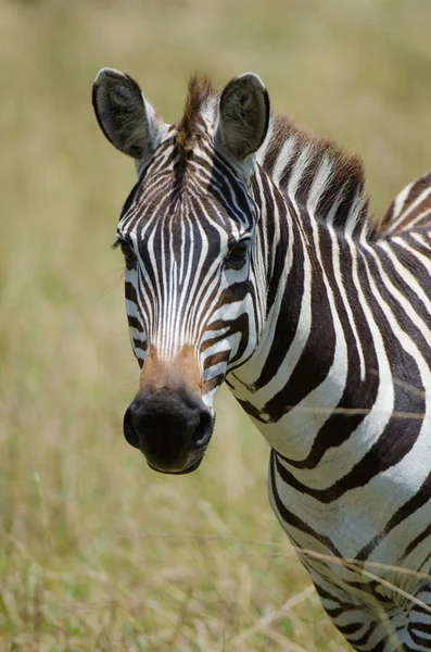 Portrait of a wild Zebra — Stock Photo, Image