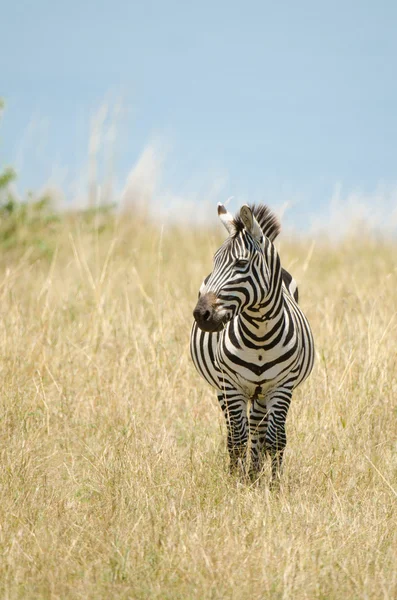 Retrato de uma Zebra selvagem — Fotografia de Stock