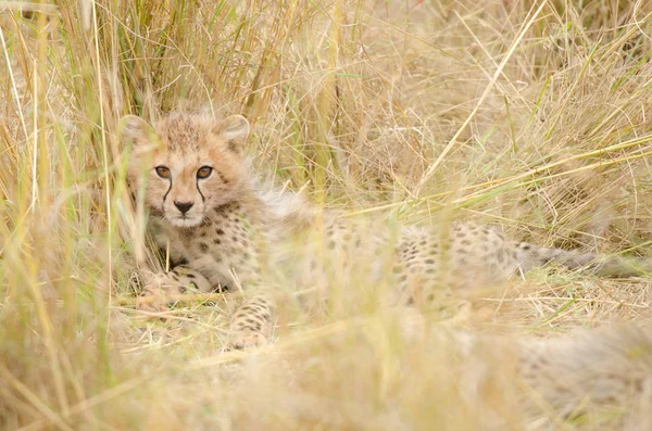 Cheetah Cub — Stock Photo, Image