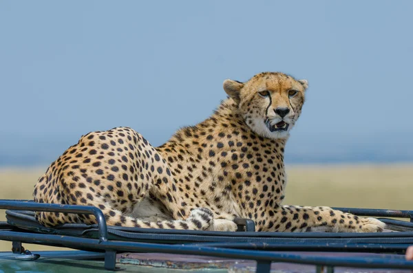 Female cheetah on roof — Stock Photo, Image