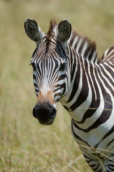 Vahşi bir zebra portresi Stok Fotoğraf