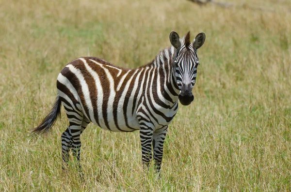 Portréja egy vad Zebra Jogdíjmentes Stock Fotók