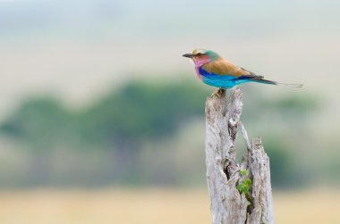 Lilac-breasted Roller clipart