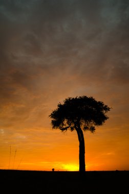 ağaç Sunrise