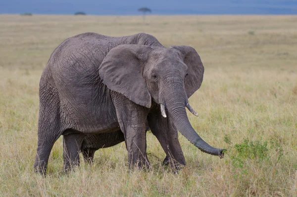 African elephants — Stock Photo, Image