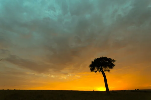 Baum im Sonnenaufgang — Stockfoto