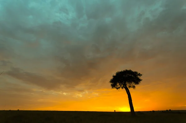 Boom in zonsopgang — Stockfoto