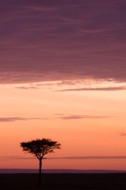 ağaç Sunrise