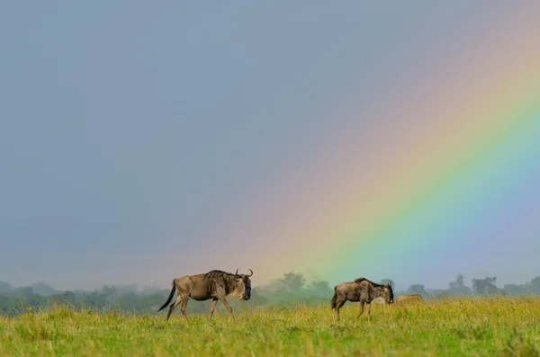 Gnus sob arco-íris — Fotografia de Stock