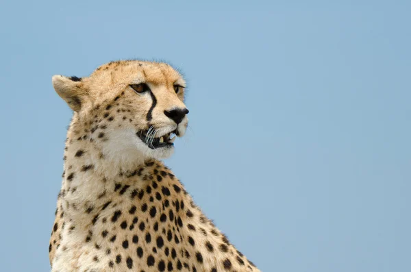 Gepard und Himmel Stockbild