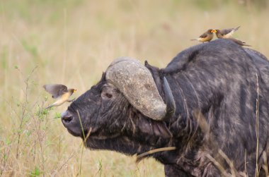 Buffalo and oxpecker clipart